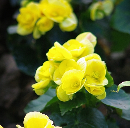 Nice flower in garden, North of Thailandの写真素材