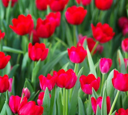 Colorful Tulip in the gardenの写真素材