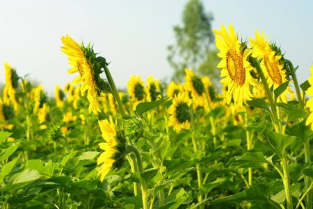 Sunflower in the farmの写真素材