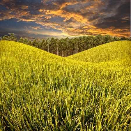Rice field and farm with sunset skyの写真素材