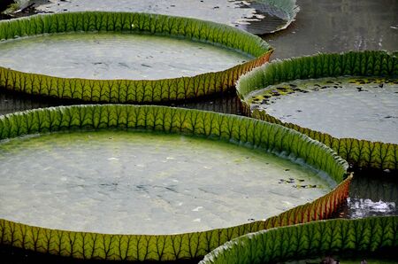 Victoria lotus leaf in swampの写真素材