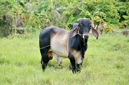 Cow in the field with the ropeの写真素材