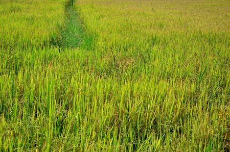 Organic rice in the farm, Thailandの写真素材