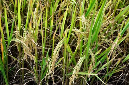 Organic rice in the farm, Thailandの写真素材