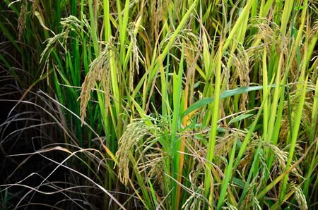 Organic rice in the farm, Thailandの写真素材