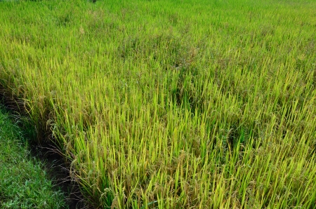 Organic rice in the farm, Thailandの写真素材