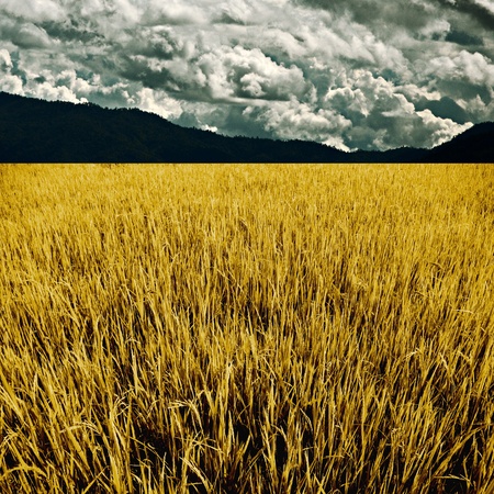Golden rice field with mountain and cloud background, Agriculture conceptの写真素材