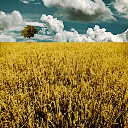 Tree in golden rice field, Harvest time conceptの写真素材