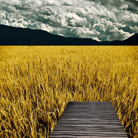 Bamboo bench in golden rice fieldの写真素材