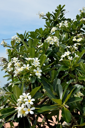 White flower beside the sea, Frangipani, Plumeriaの写真素材