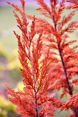 Red tree close up, Nature backgroundの写真素材