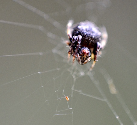 Little spider on web close up の写真素材