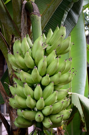 Green banana on tree in urban houseの写真素材