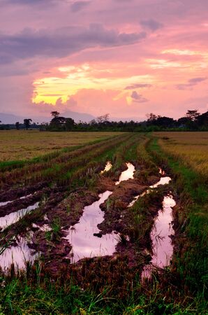 Nice rice field landscape with drama sunset sky, Countryside of Thailandの写真素材