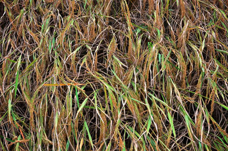 Nice yellow rice in farm for harvestの写真素材