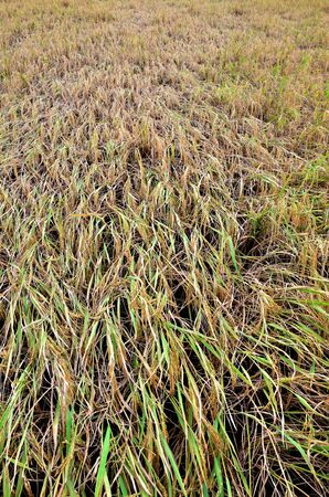 Nice yellow rice in farm for harvestの写真素材