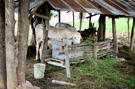 Cow eat grass in hayrack	の写真素材