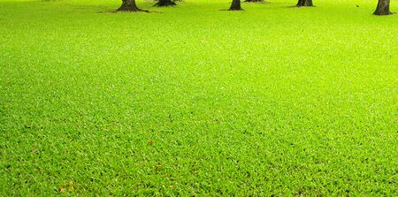 Grass field in garden backgroundの写真素材
