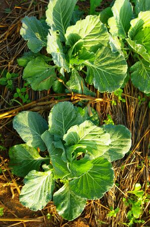 Fresh vegetable on ground with morning lightの写真素材