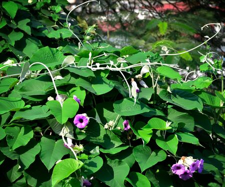 Ivy flower on tree canopy, Plant flowerの写真素材