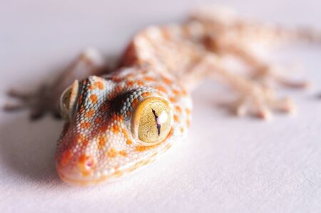 Gecko head isolated on white backgroundの写真素材