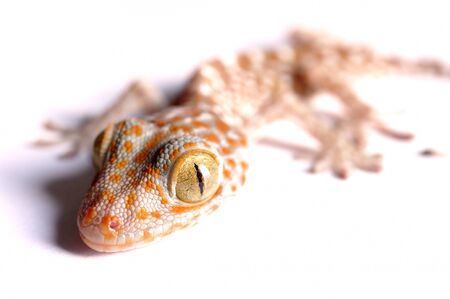 Gecko climbing on white background の写真素材