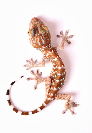 Gecko climbing on white background の写真素材