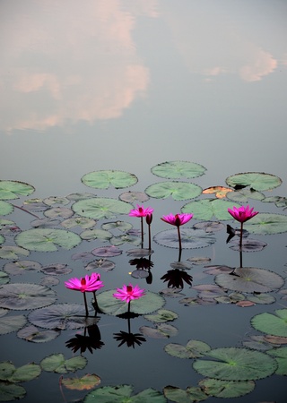 Pink lotus flower in the water の写真素材