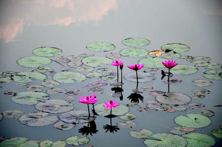 Pink lotus flower in the water の写真素材