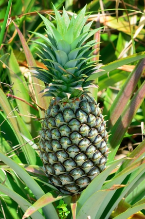 Pineapple in farm, Agriculture in Thailandの写真素材