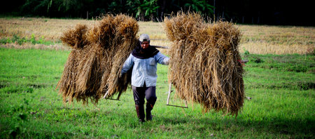 CHIANGMAI, THAILAND - NOVEMBER 28 : A local farmer shoulder straw on 28 November 2012 in Chiangmai, Thailandのeditorial素材