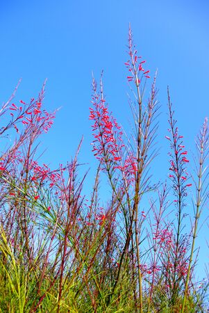 Red flower plant with blue skyの写真素材