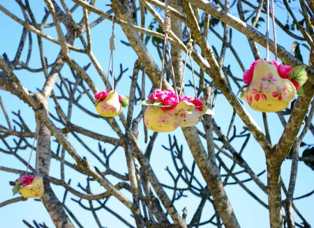 Flower pot hanging on tree for decorateの写真素材