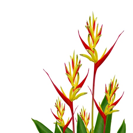 Parrot Heliconia islated on white backgroundの写真素材