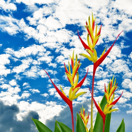 Parrot Heliconia with cloudy sky backgroundの写真素材