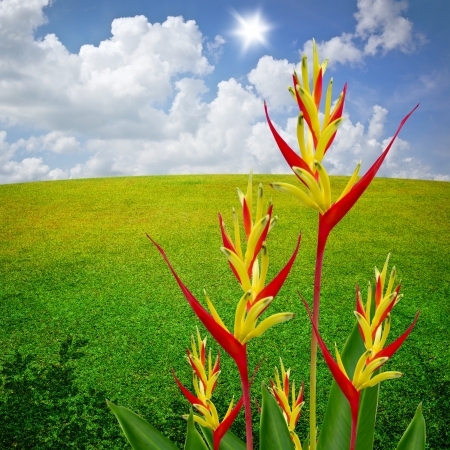 Parrot Heliconia with field backgroundの写真素材