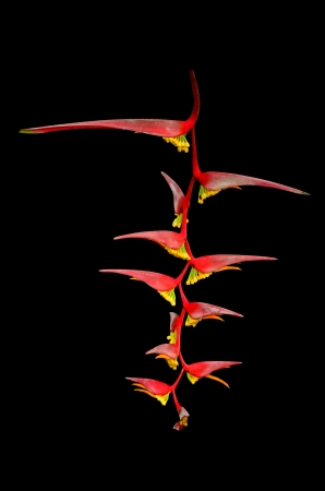 Heliconia flower islated on black backgroundの写真素材