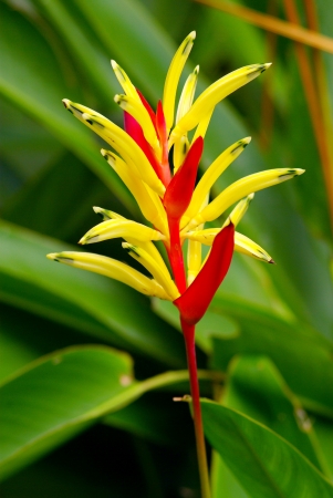 Flower  Parrot Heliconia の写真素材