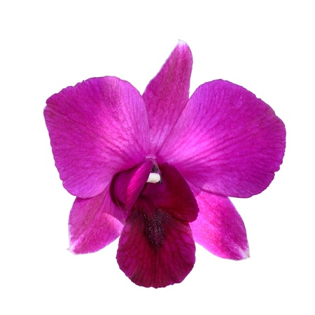 Fresh tropical orchid isolatedの写真素材