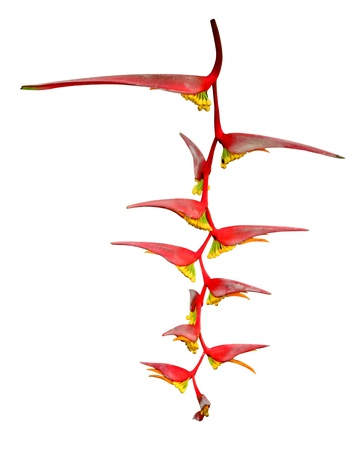 Heliconia flowerの写真素材