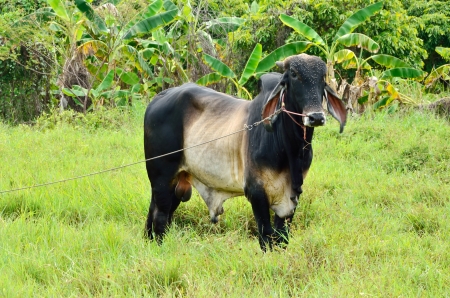 Cow in the field, Farm animal の写真素材