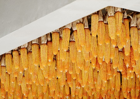 Hanging corn on ceiling, Agriculture conceptの写真素材
