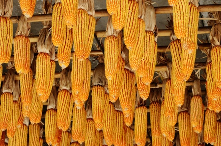 Hanging corn on ceiling, Agriculture conceptの写真素材