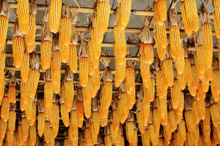 Hanging corn on ceiling, Agriculture conceptの写真素材