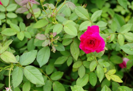 Red rose flower, Love conceptの写真素材
