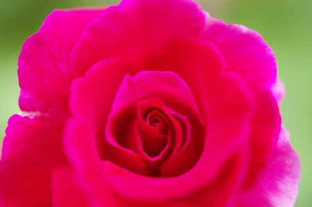 Red rose flower closeup, Love conceptの写真素材