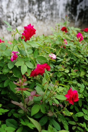 Red rose flower, Love conceptの写真素材