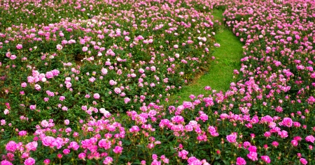 Little rose garden backgroundの写真素材