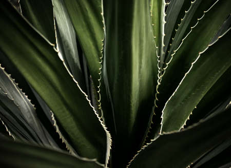Plant close up detail, Abstract backgroundの写真素材