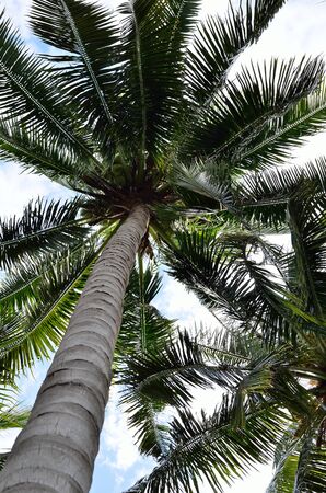 Coconut tree canopy, Nature backgroundの写真素材